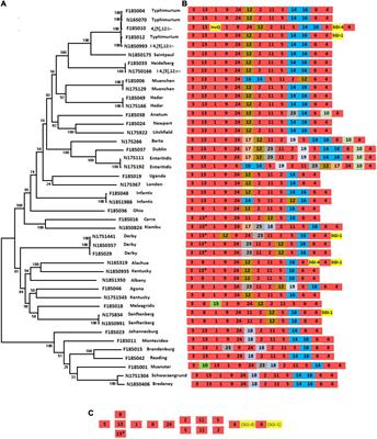 Long-Read Sequencing Reveals Evolution and Acquisition of Antimicrobial Resistance and Virulence Genes in Salmonella enterica